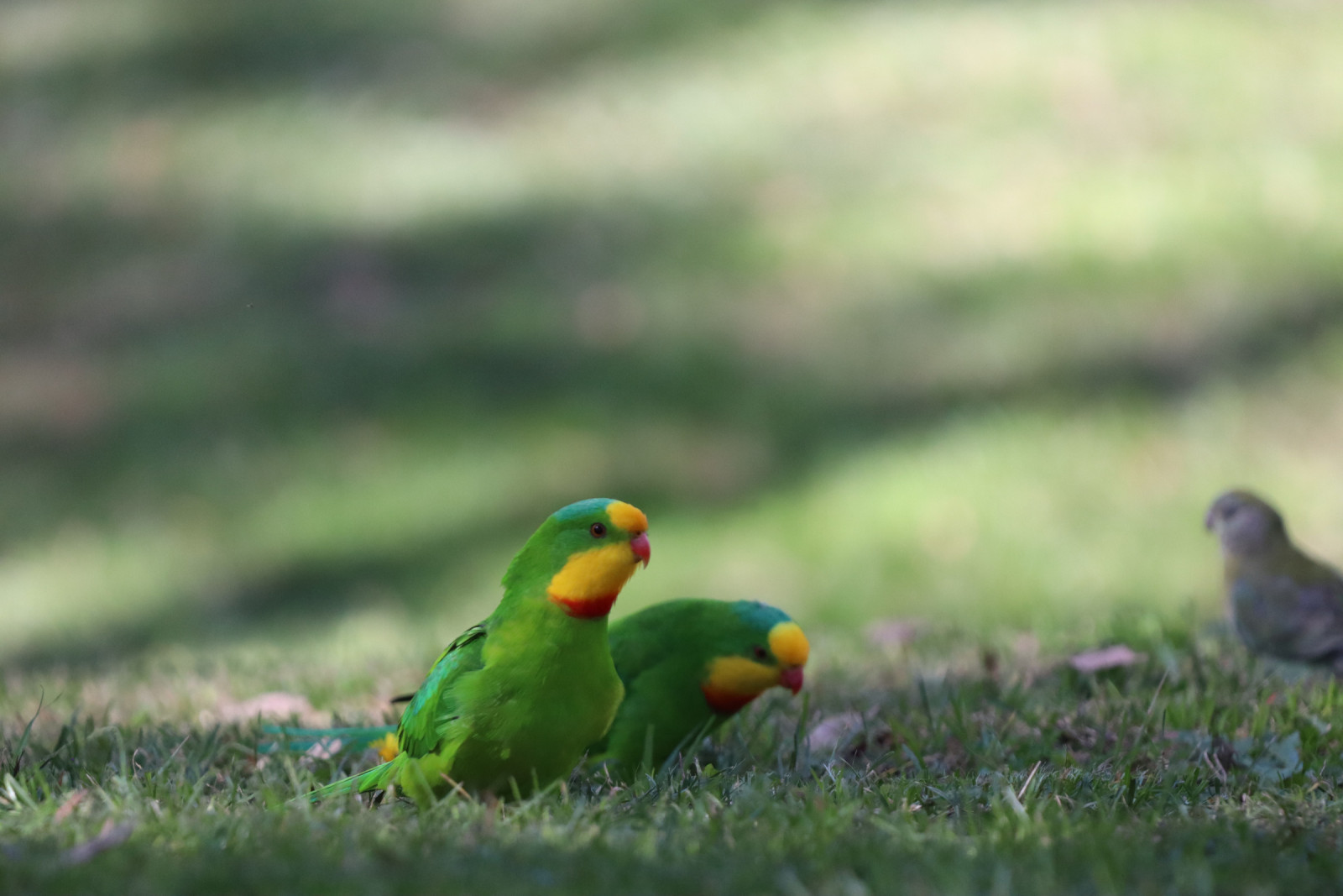 image Superb Parrot